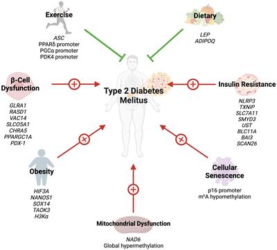 Unraveling the epigenetic fabric of type 2 diabetes mellitus: pathogenic mechanisms and therapeutic implications